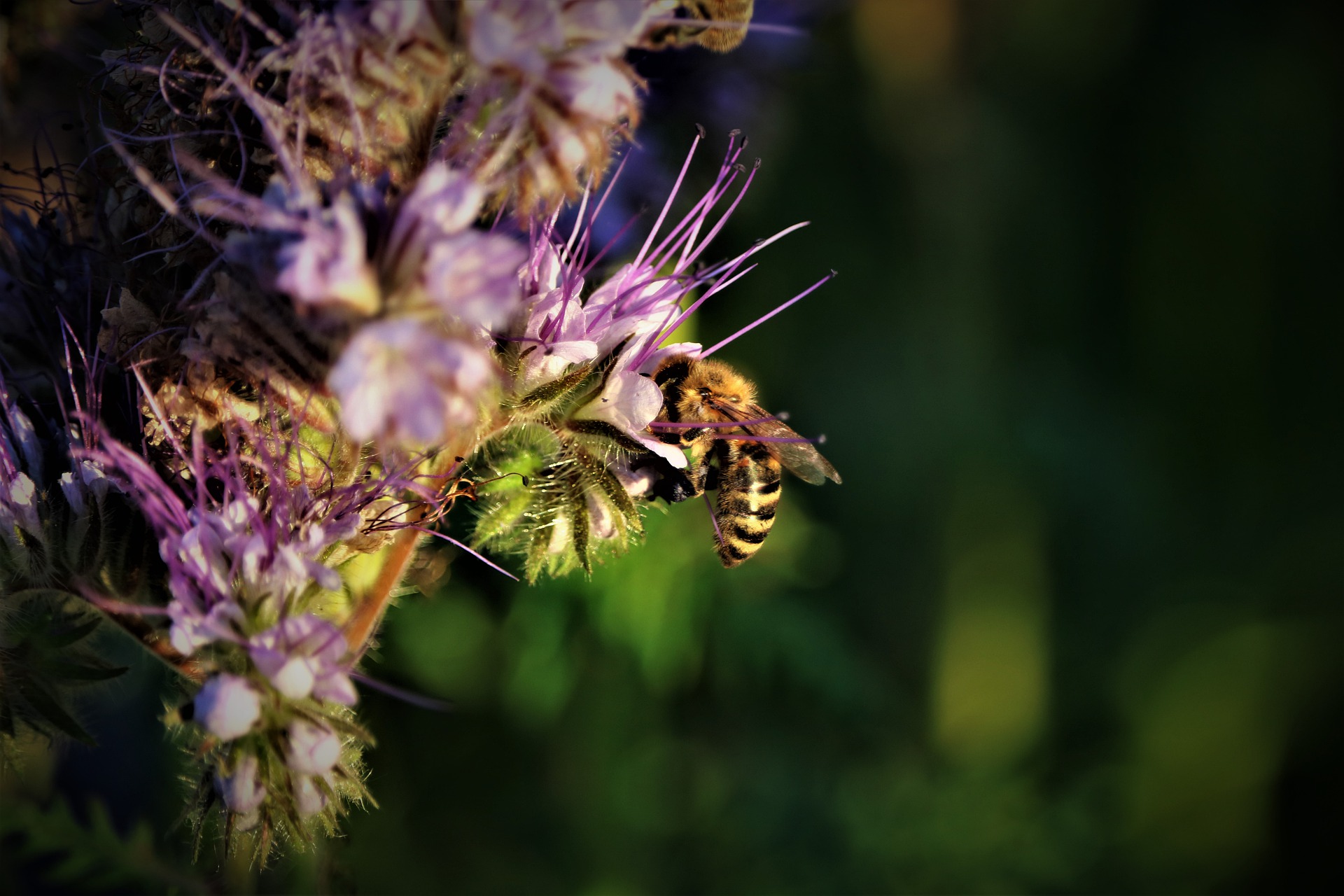 Blume mit Biene die Nektar saugt.
